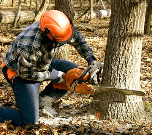 Tree Removal in Fall Creek, WI